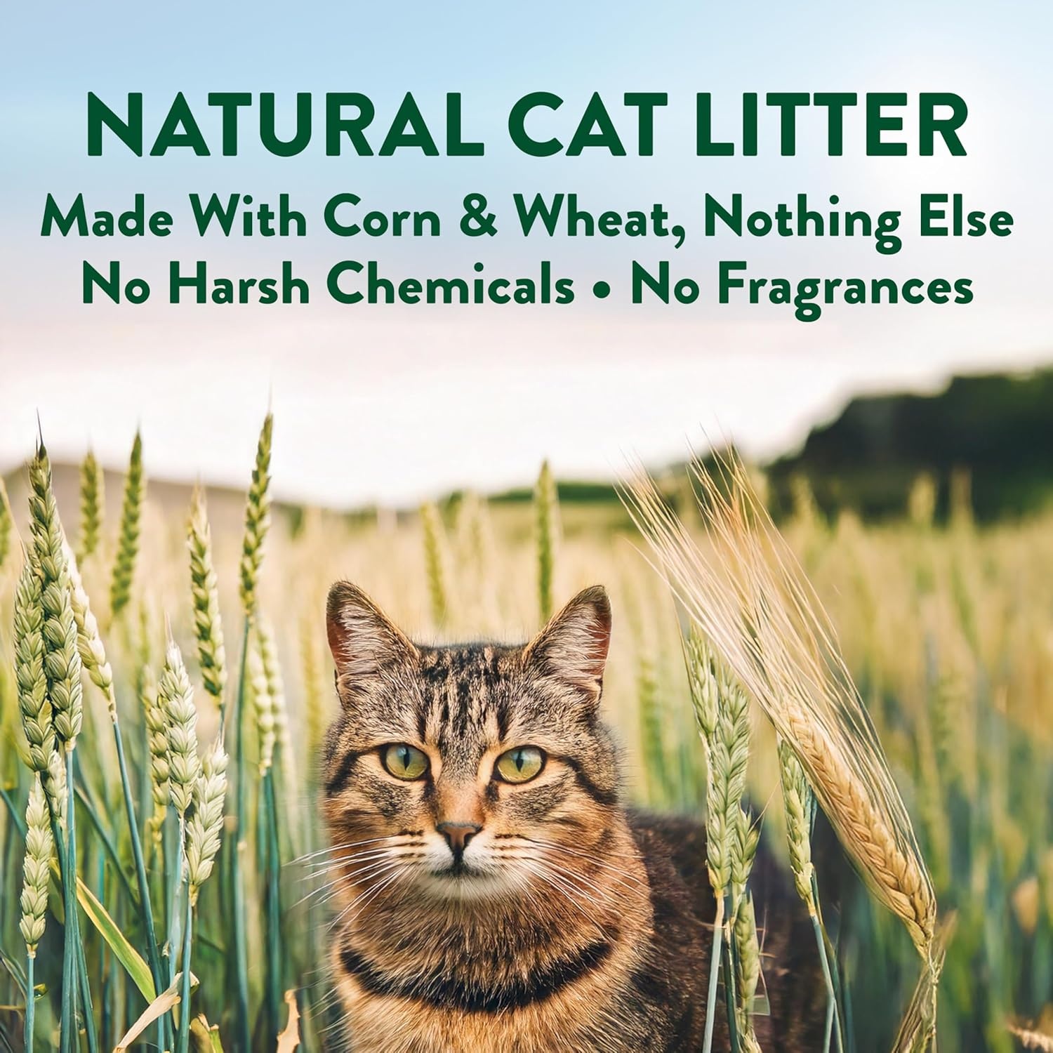 image:imageARM amp Hammer Plant Power Lightweight PlantBased Clumping Cat Litter for MultiCat Homes 14Day Odor Control Highly Absorbent Natural Grain Formula Unscented 15 Lbs