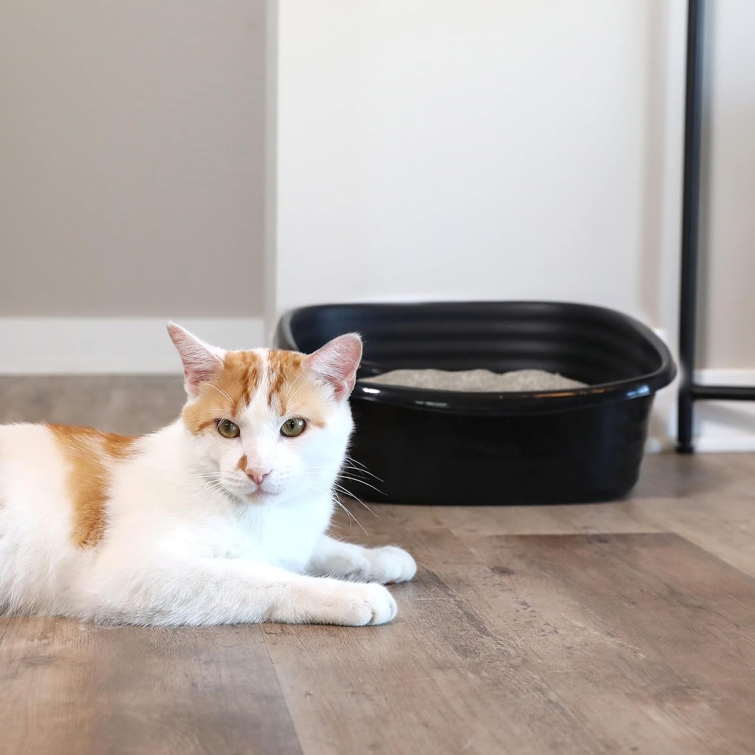 image:imageArm amp Hammer Simply Recycled Plastic Cat Litter Pan Made in USA Easy to Clean Large Durable Litter Box BlackRecycled